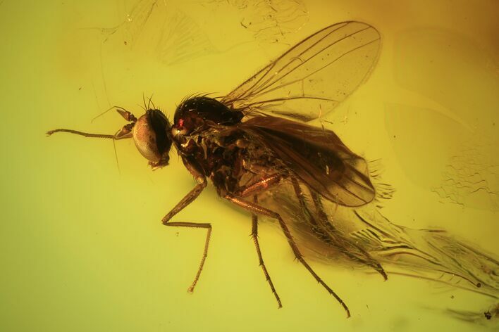 Two Detailed Fossil Flies (Diptera) In Baltic Amber #90803
